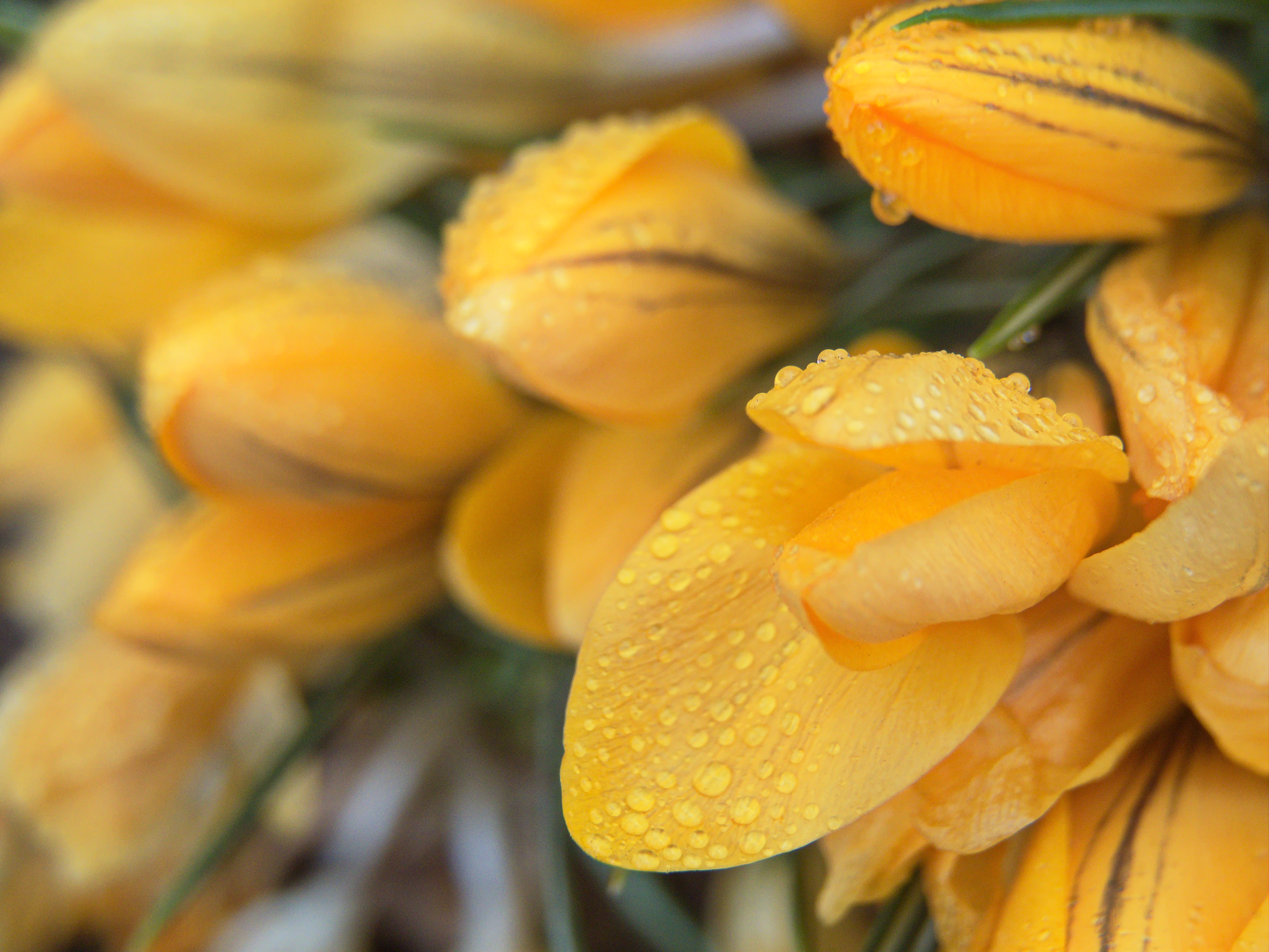 Tulips Flowers Petals Drops Yellow Macro