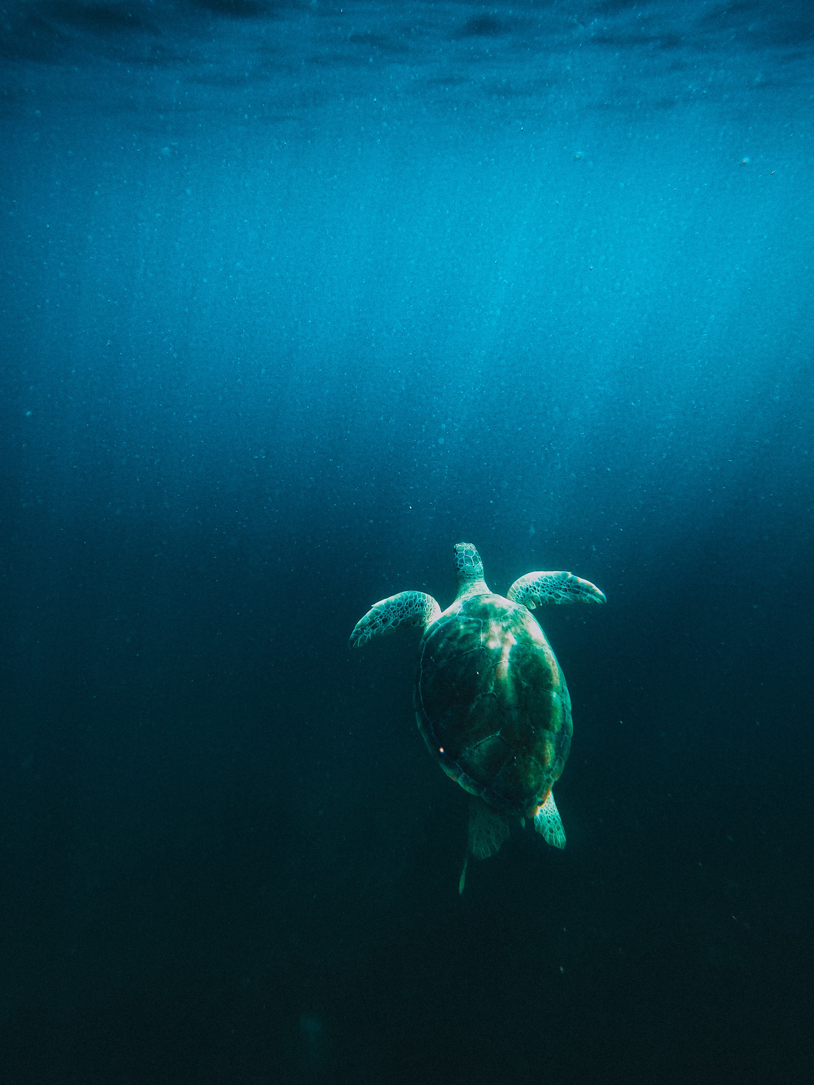 Turtle Water Under-water Light Rays