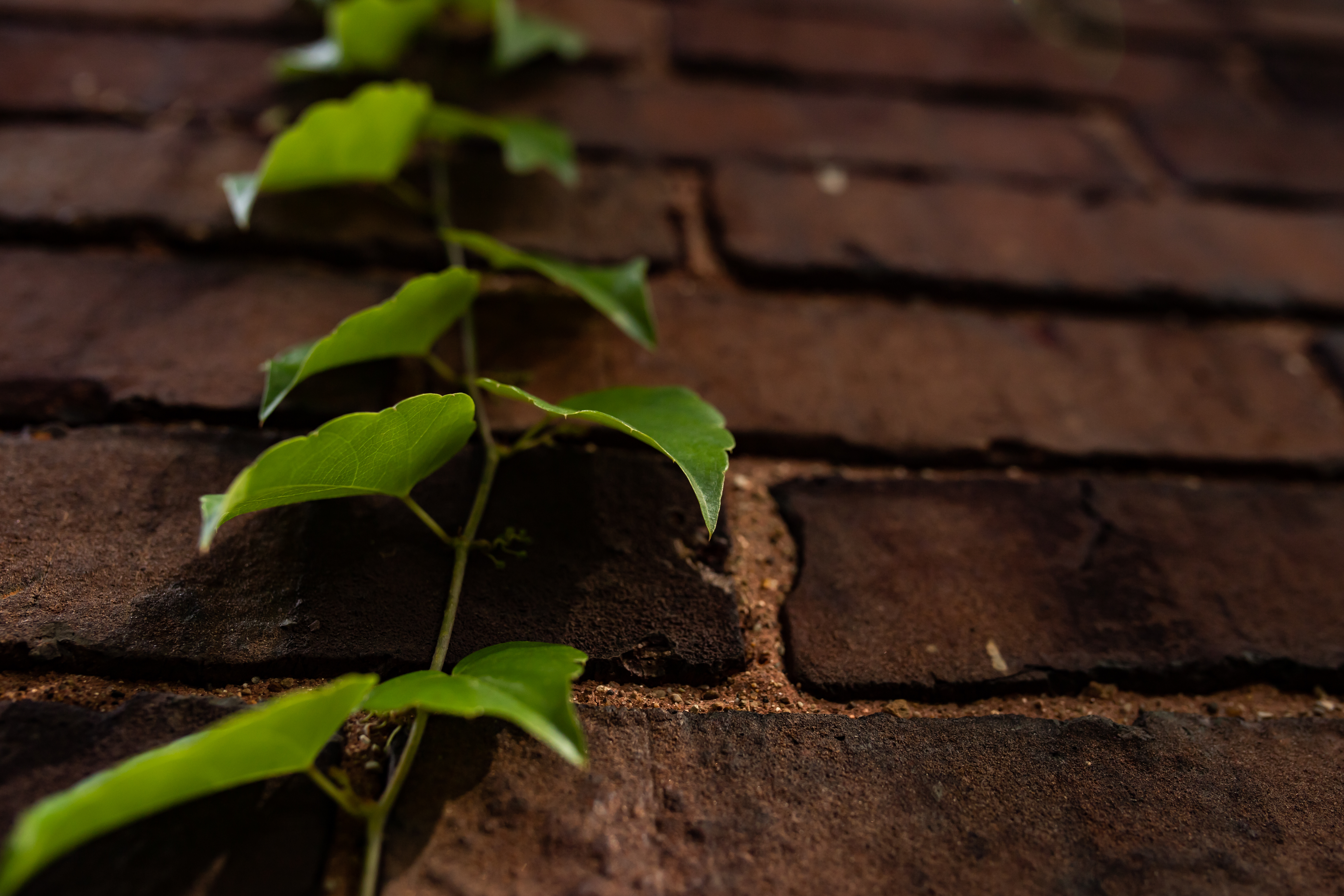 Vine Leaves Wall Bricks Macro