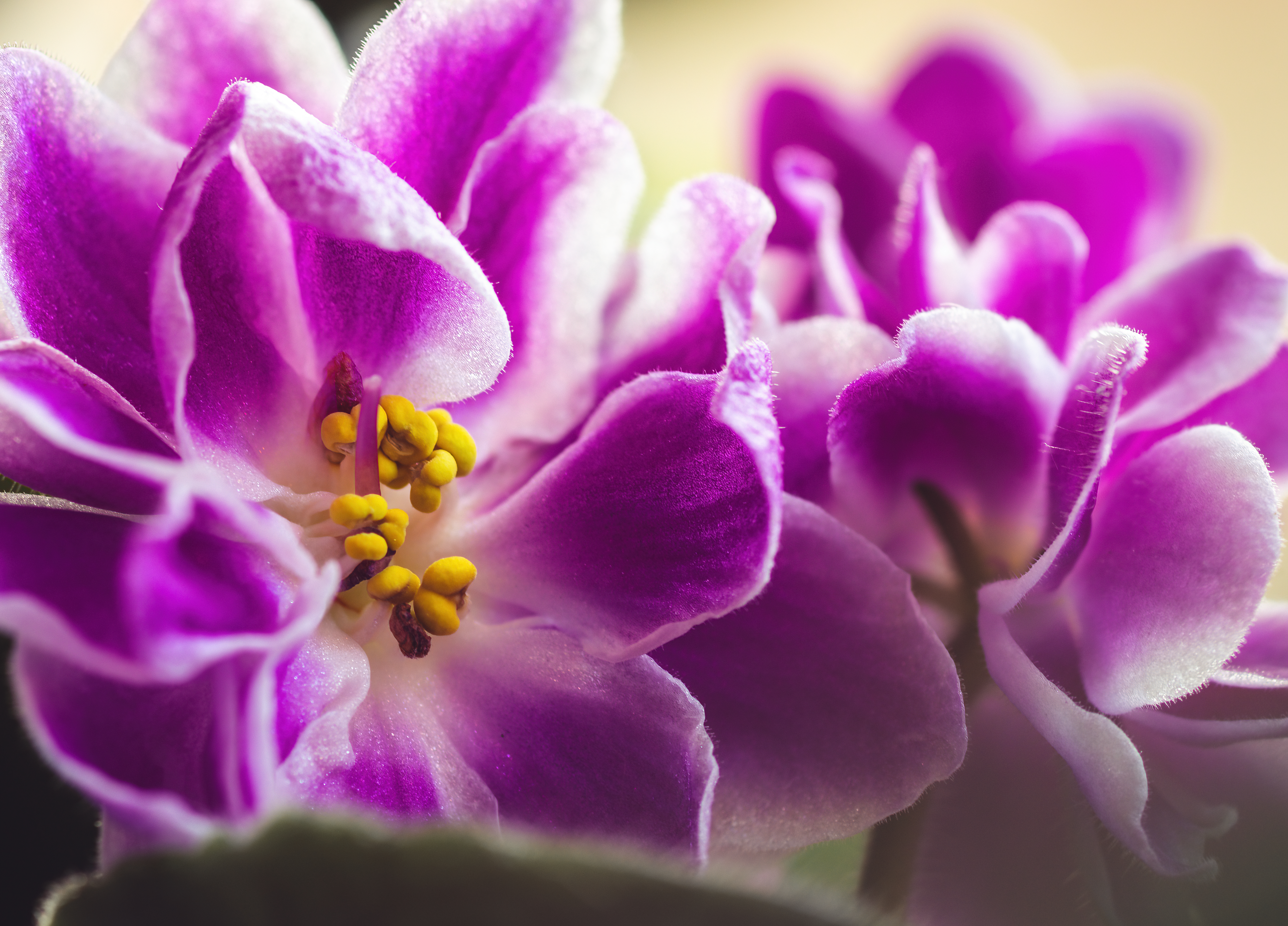 Violet Flower Petals Macro Pink