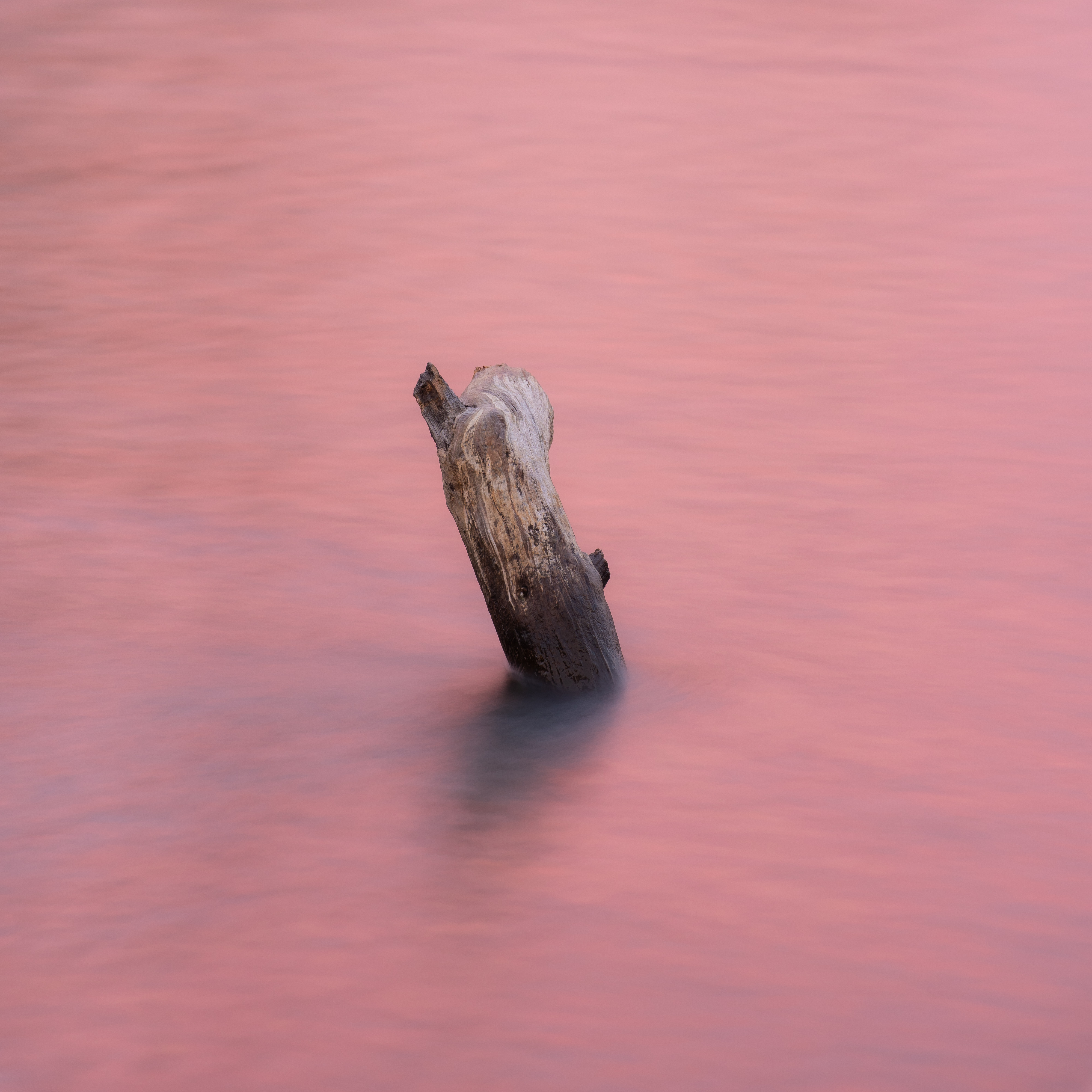 Water Log Pink Minimalism Nature