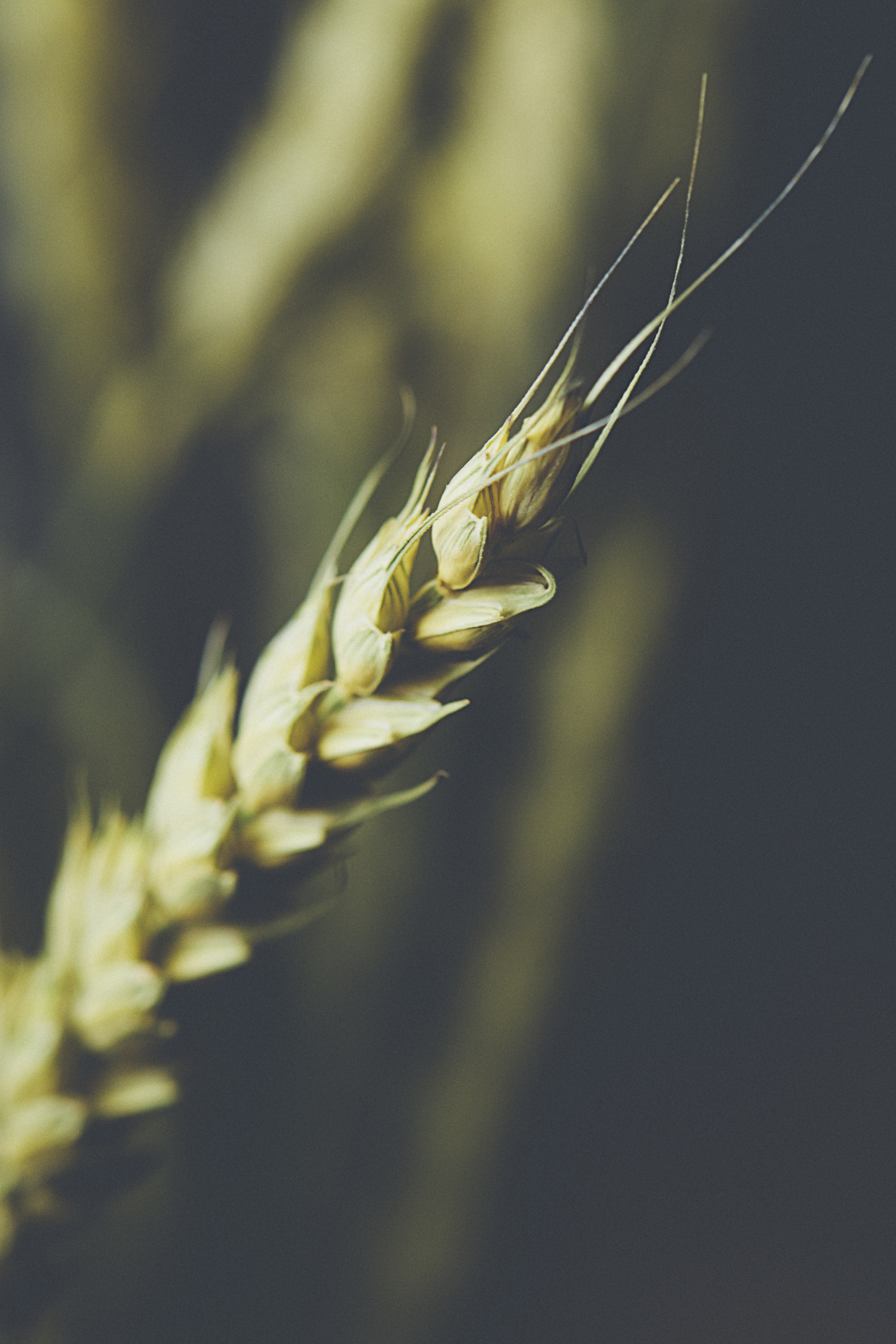 Wheat Ear Grain Macro