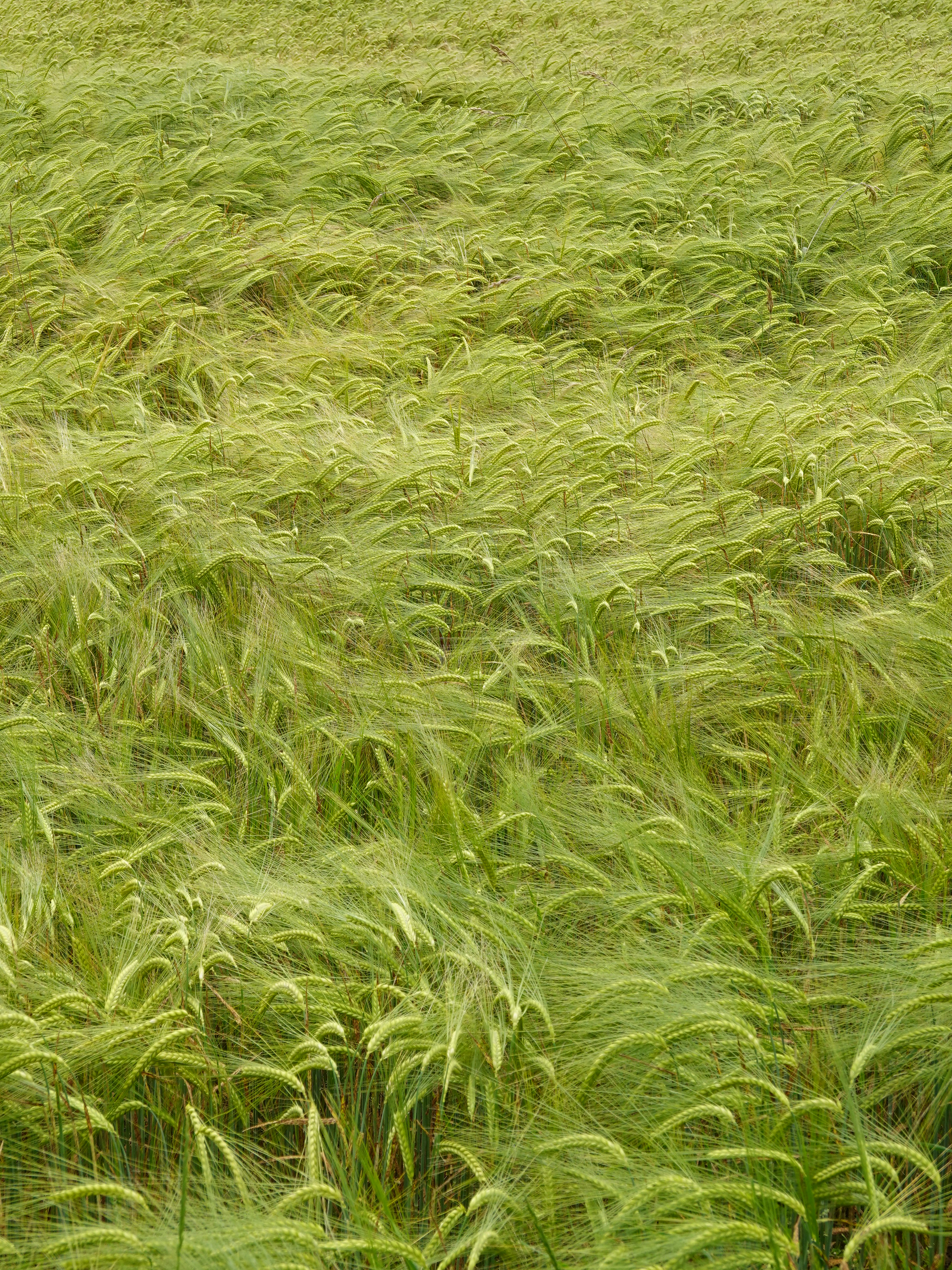 Wheat Ears Field Nature