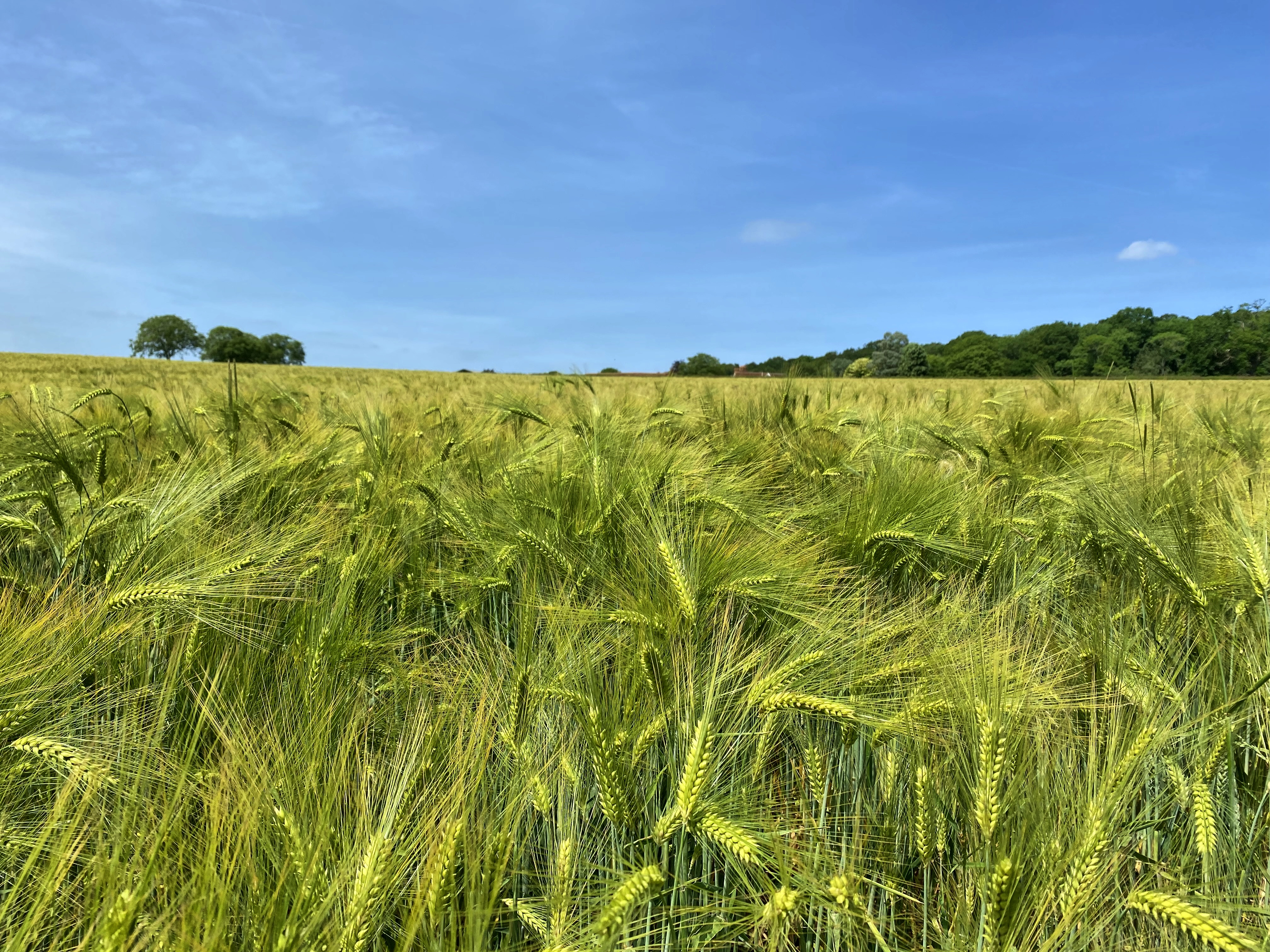 Wheat Field Ears Landscape