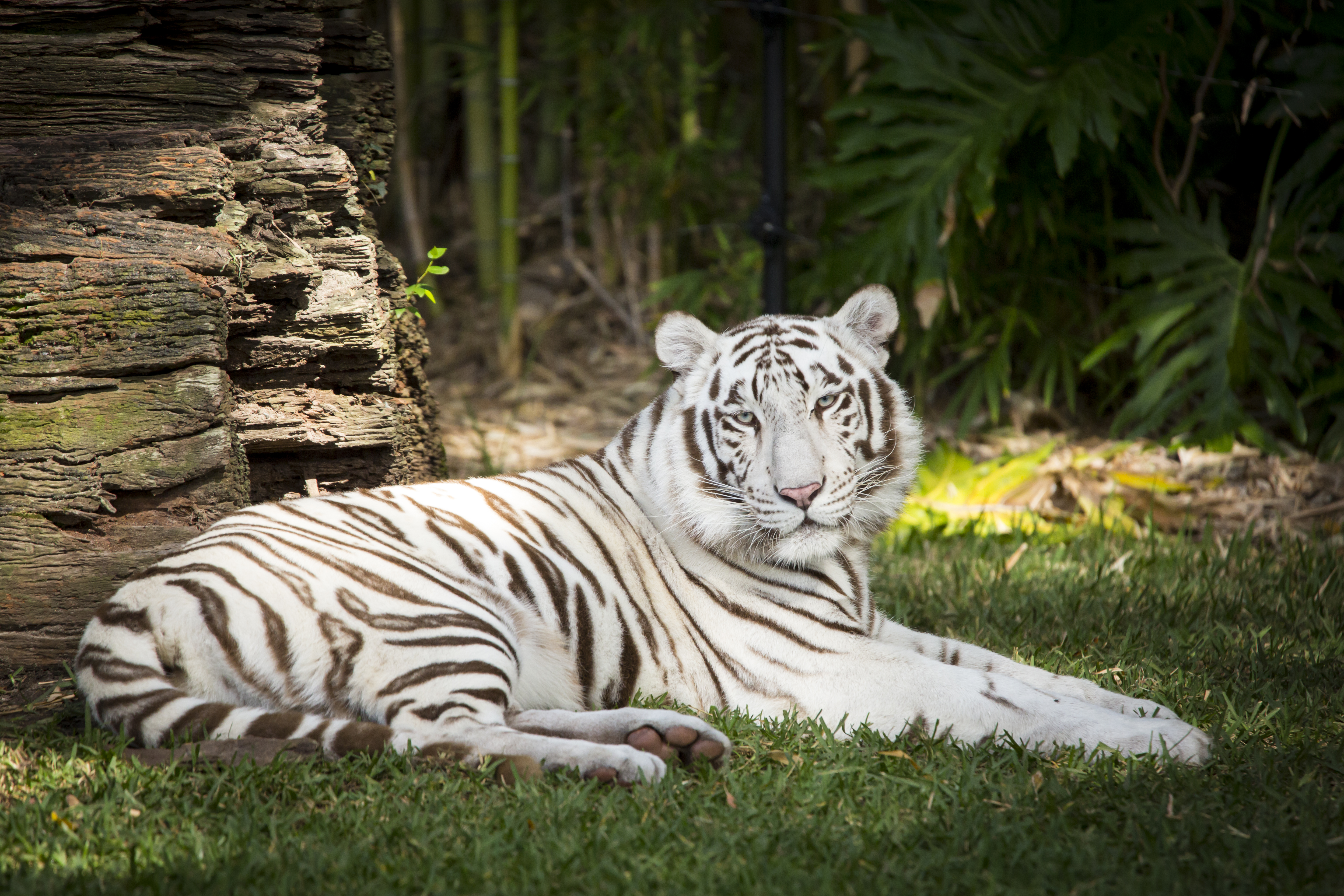 White-tiger Tiger Animal Predator Albino White Wildlife