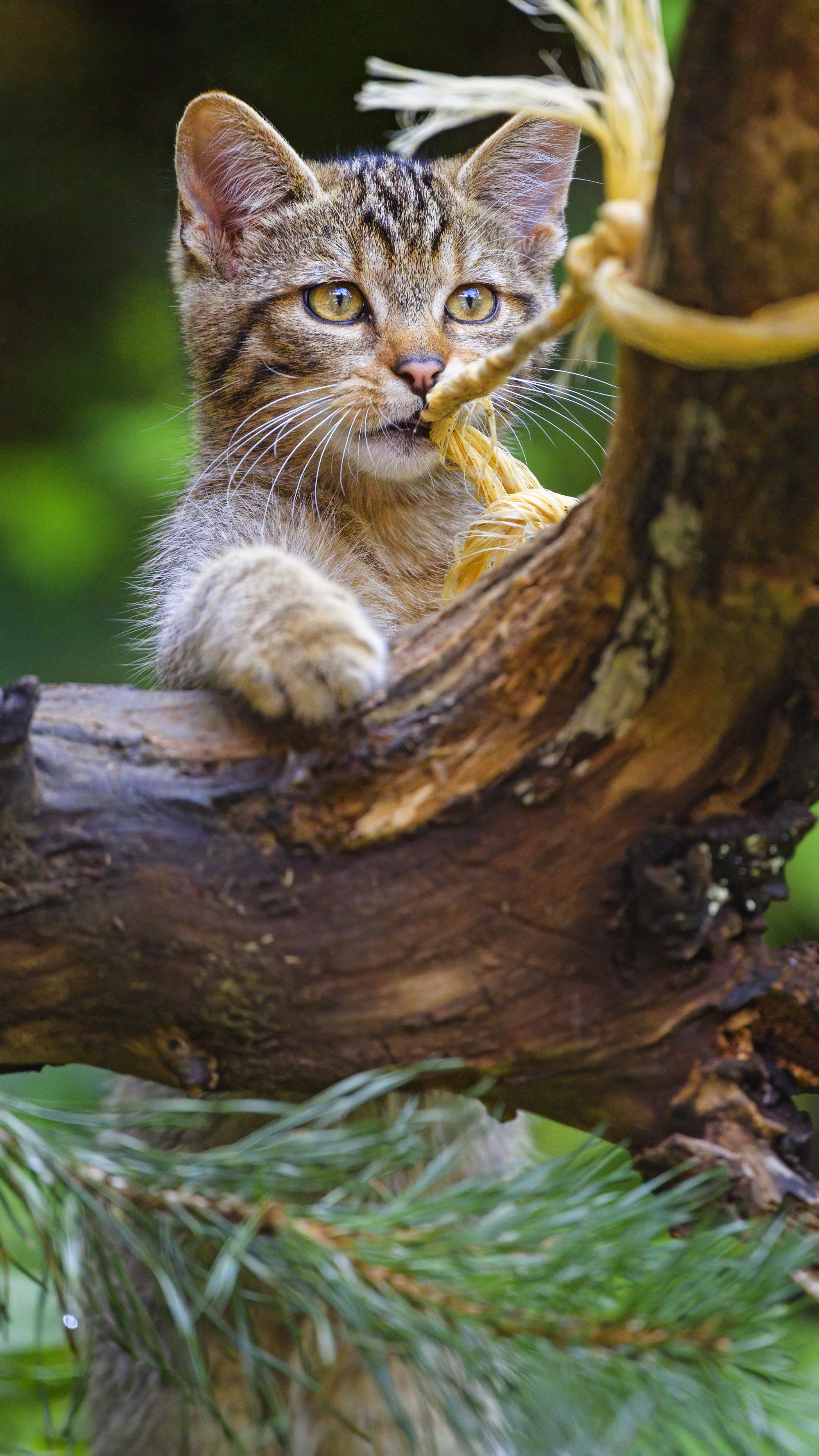 Wild-cat Animal Play Cute