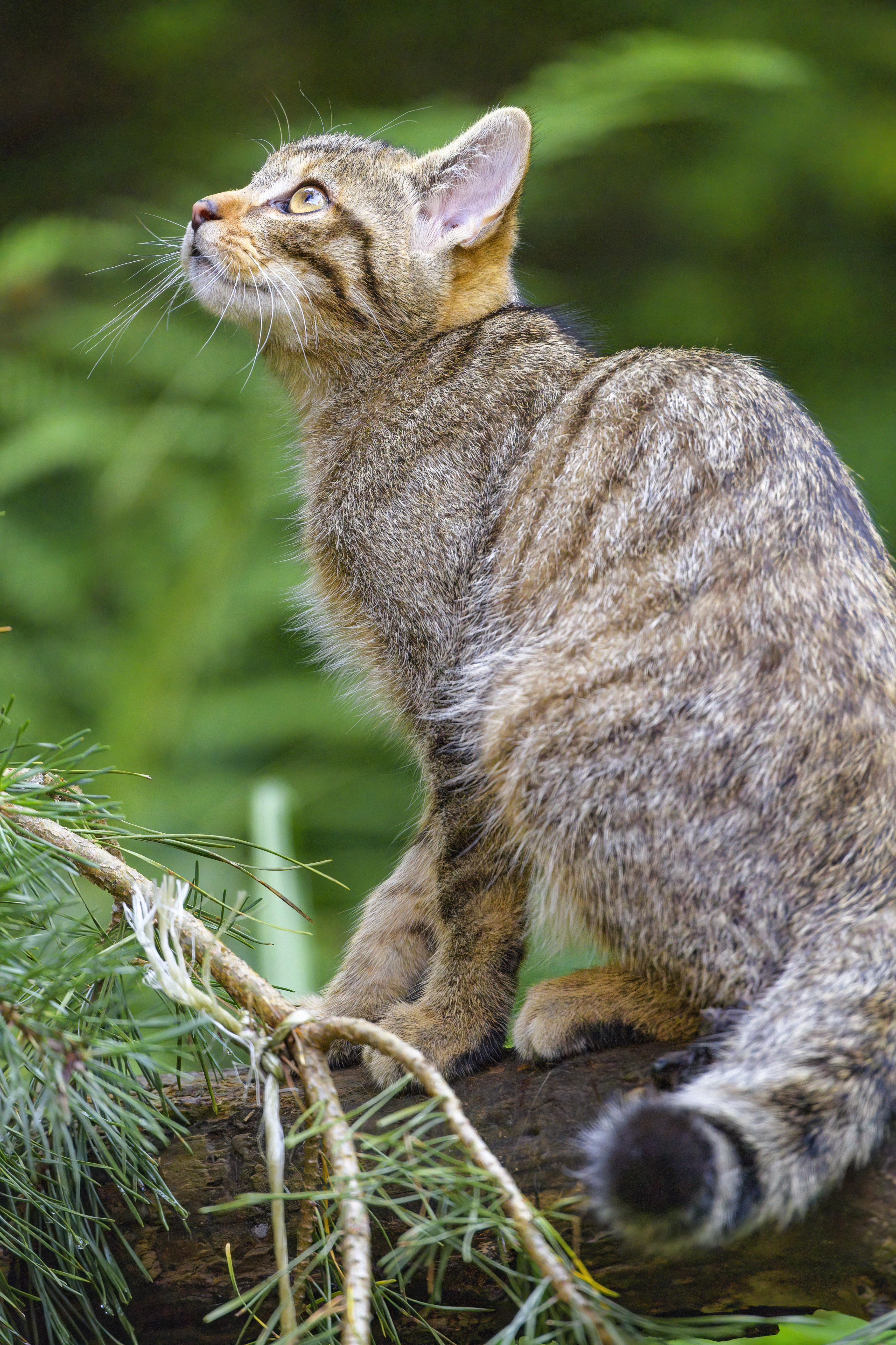 Wild-cat Glance Animal Tree Wildlife