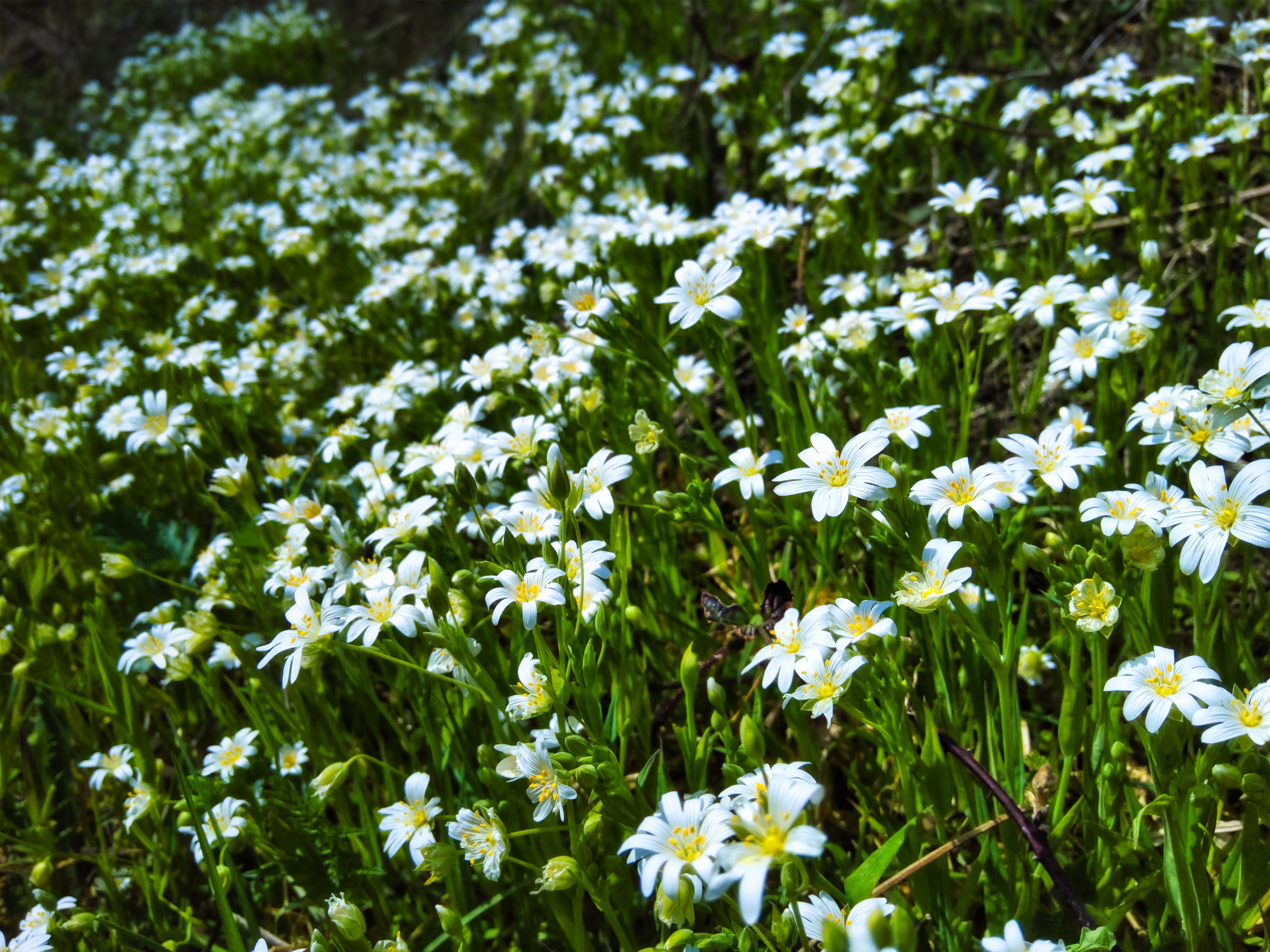 Wild-flowers Flowers Field Plants