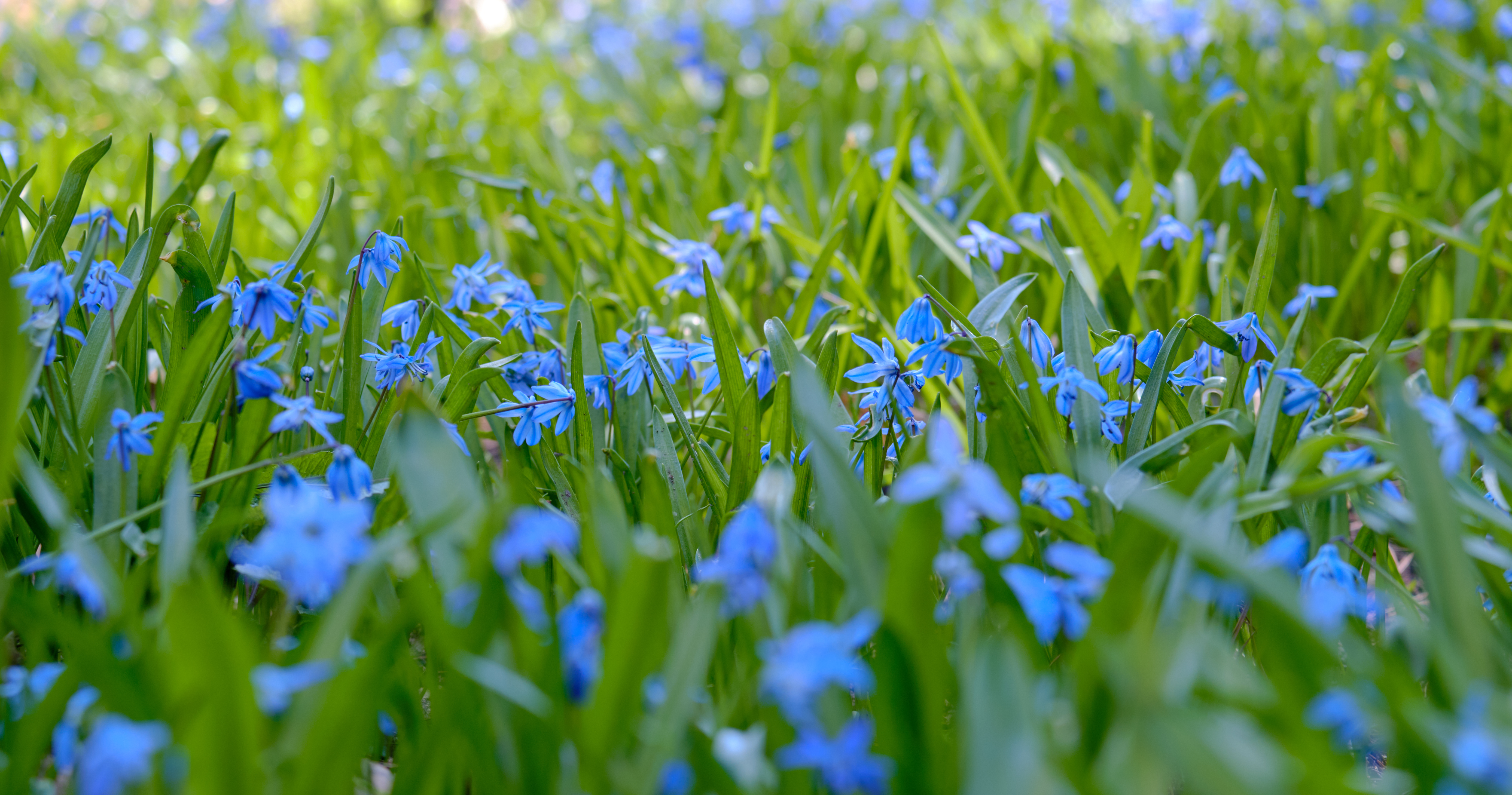 Wild-flowers Flowers Field Plants Blue Macro