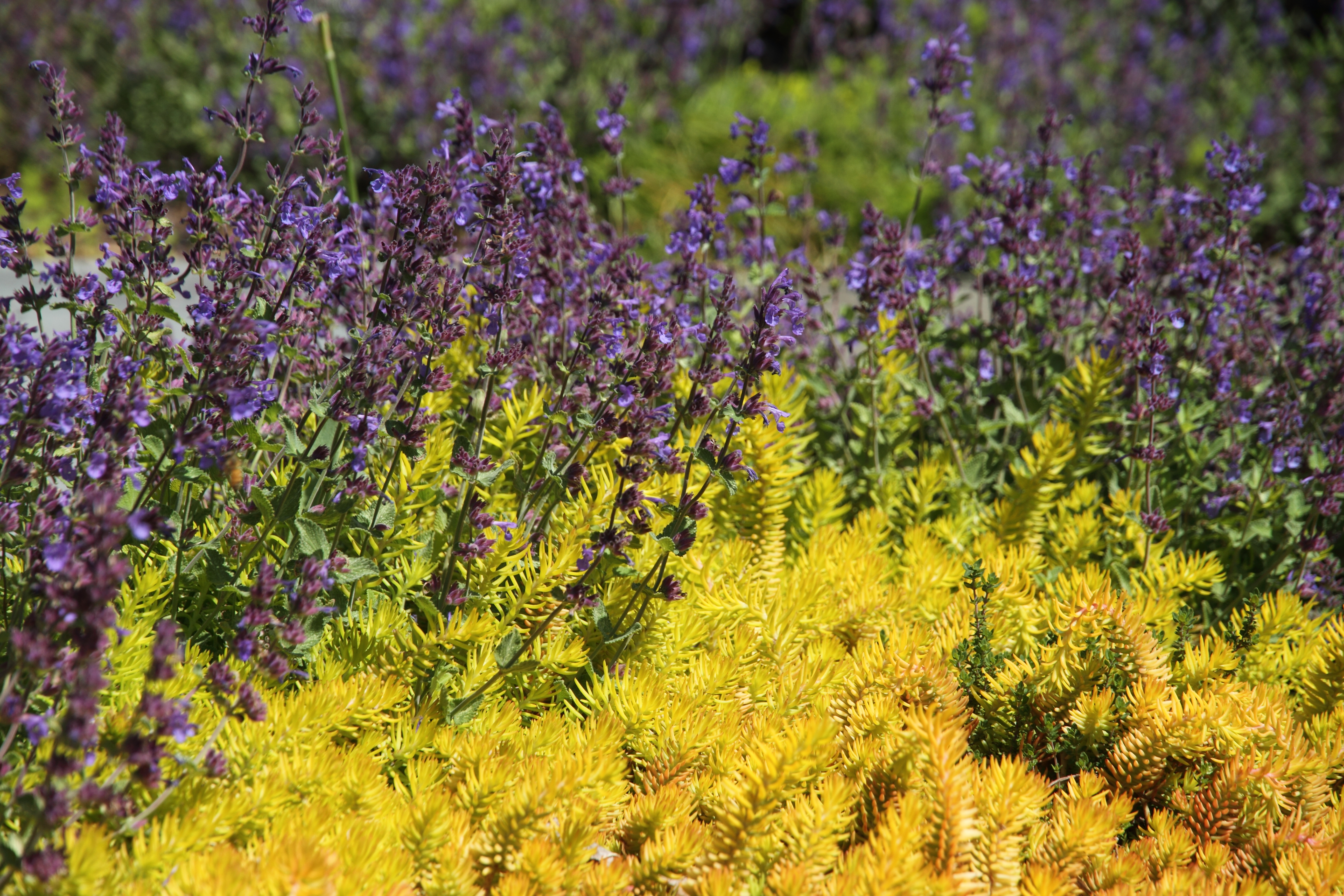 Wild-flowers Flowers Plants Macro Bright