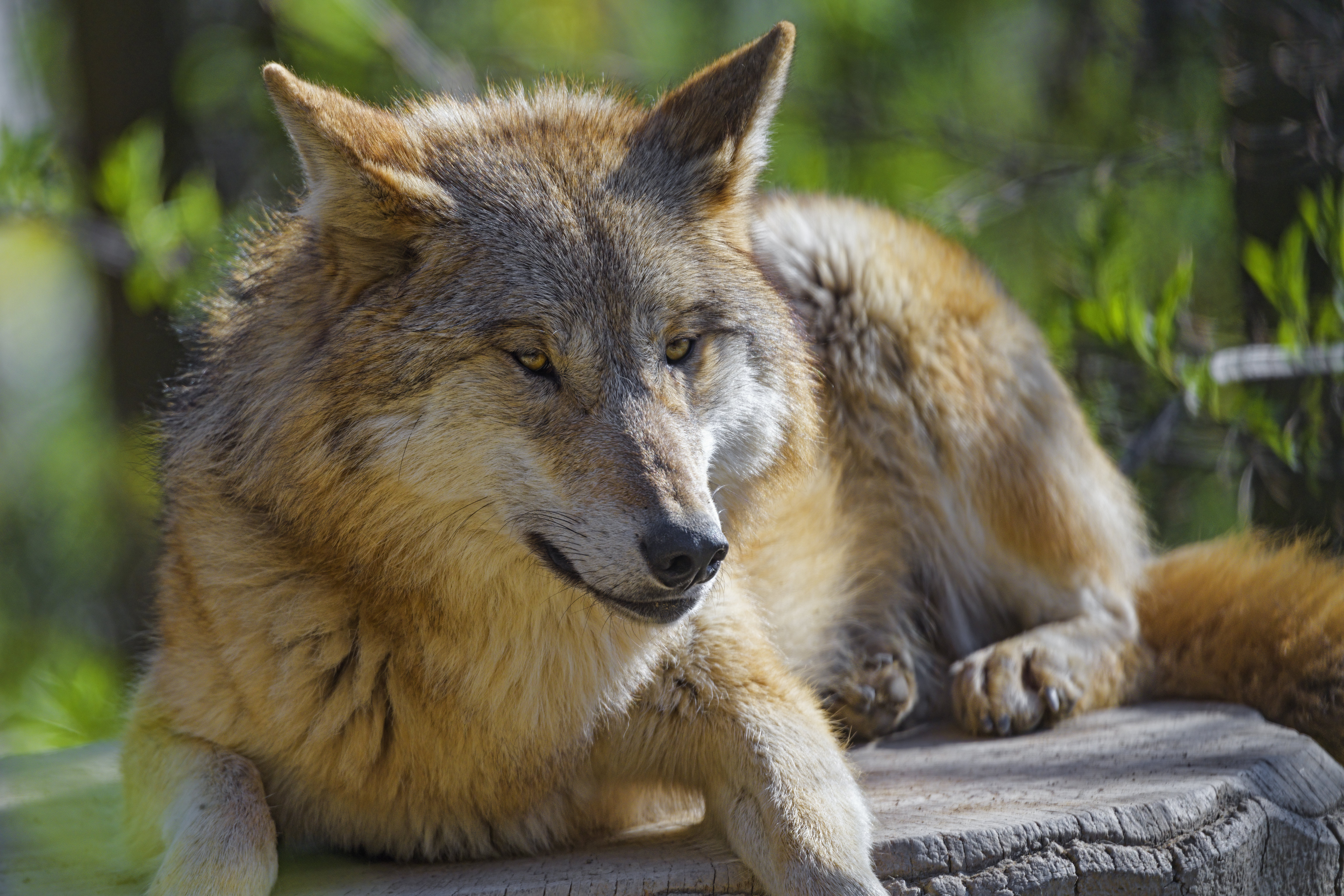 Wolf Animal Predator Glance Wildlife