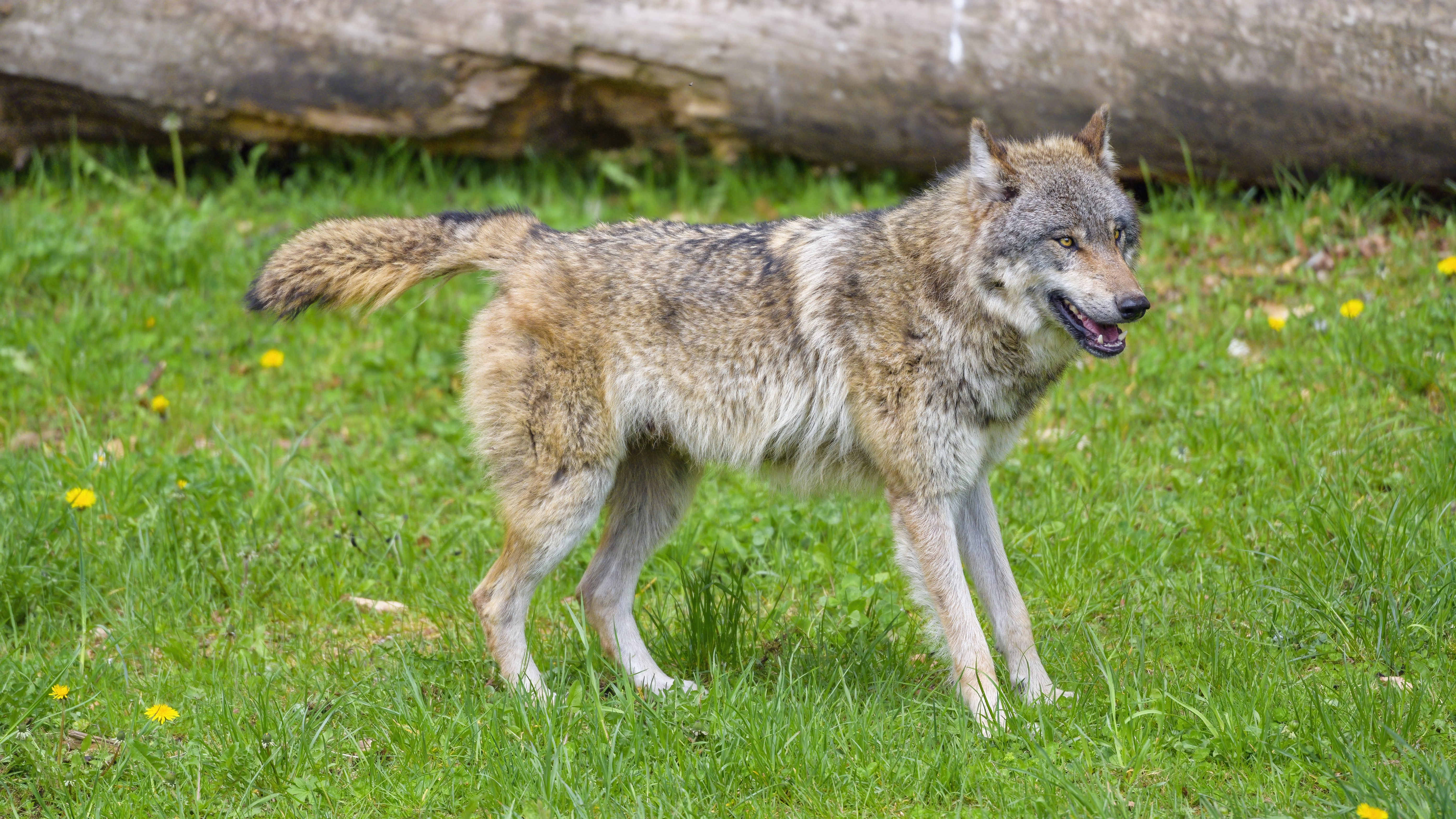 Wolf Animal Predator Grass Wildlife