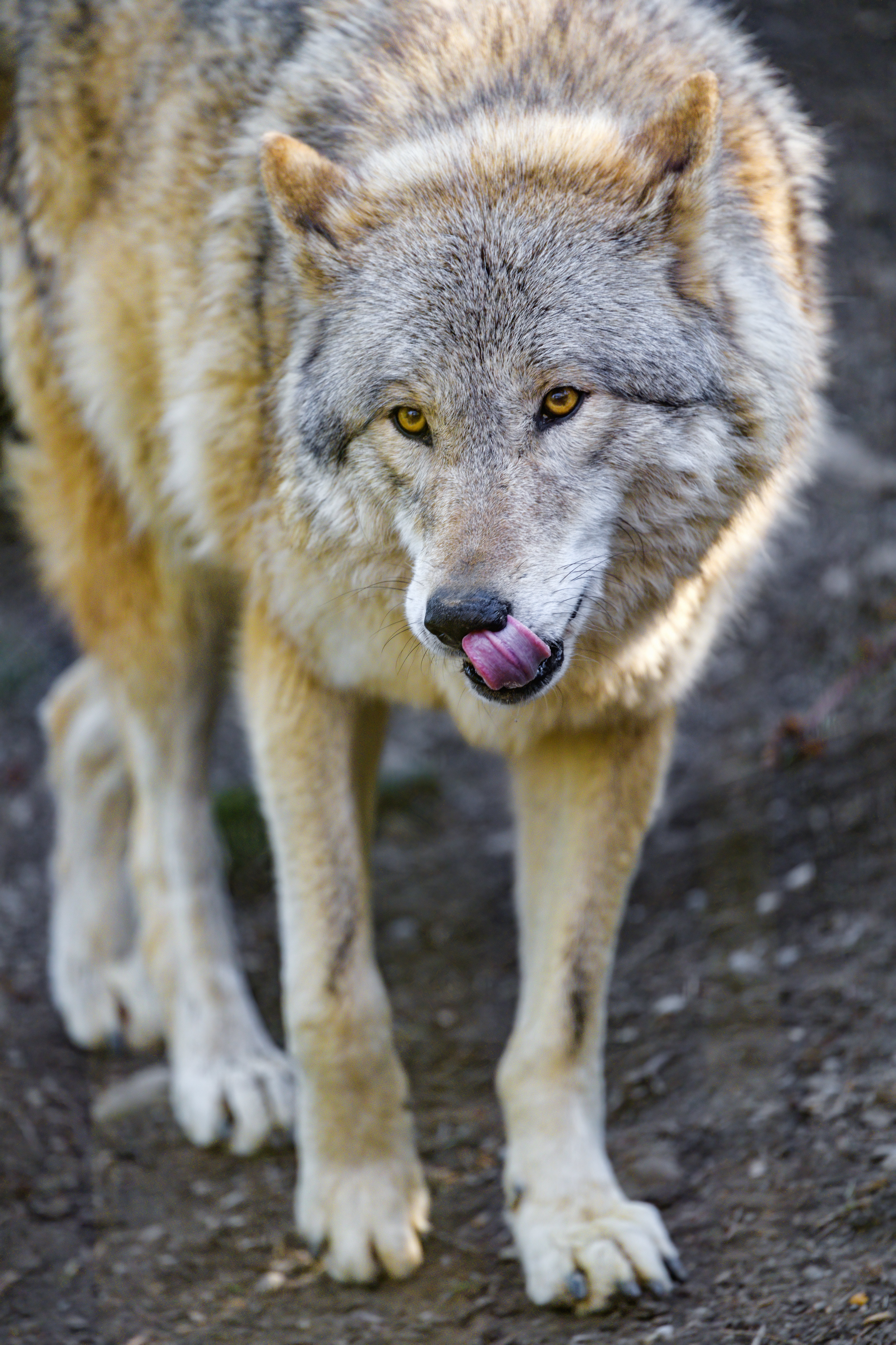 Wolf Animal Predator Protruding-tongue Wildlife