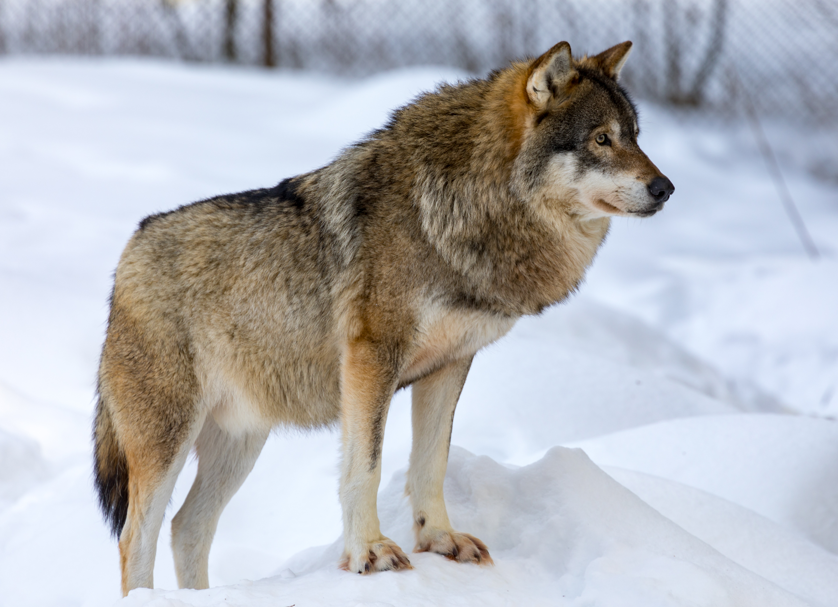 Wolf Animal Predator Snow Winter