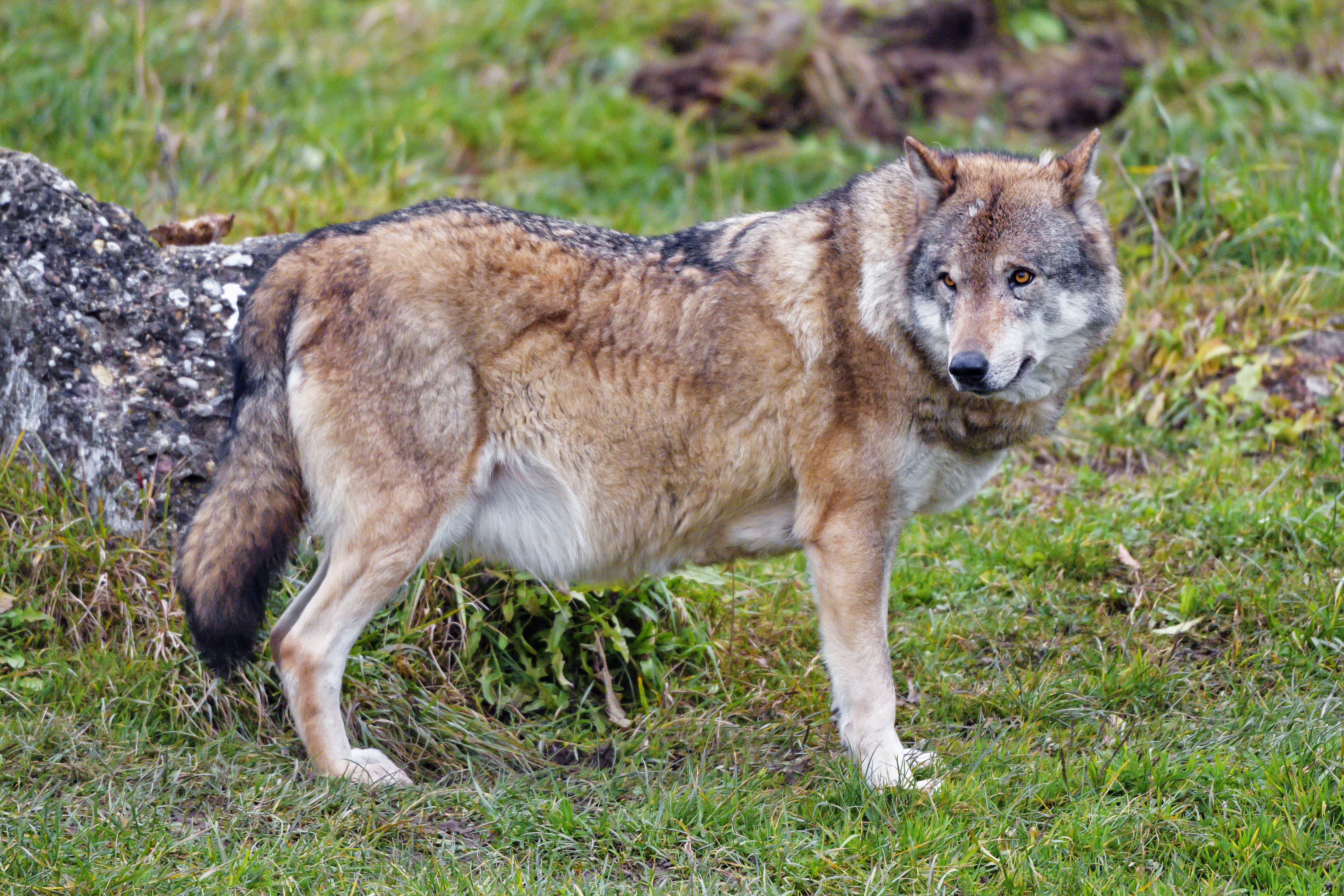 Wolf Animal Predator Wildlife Glance