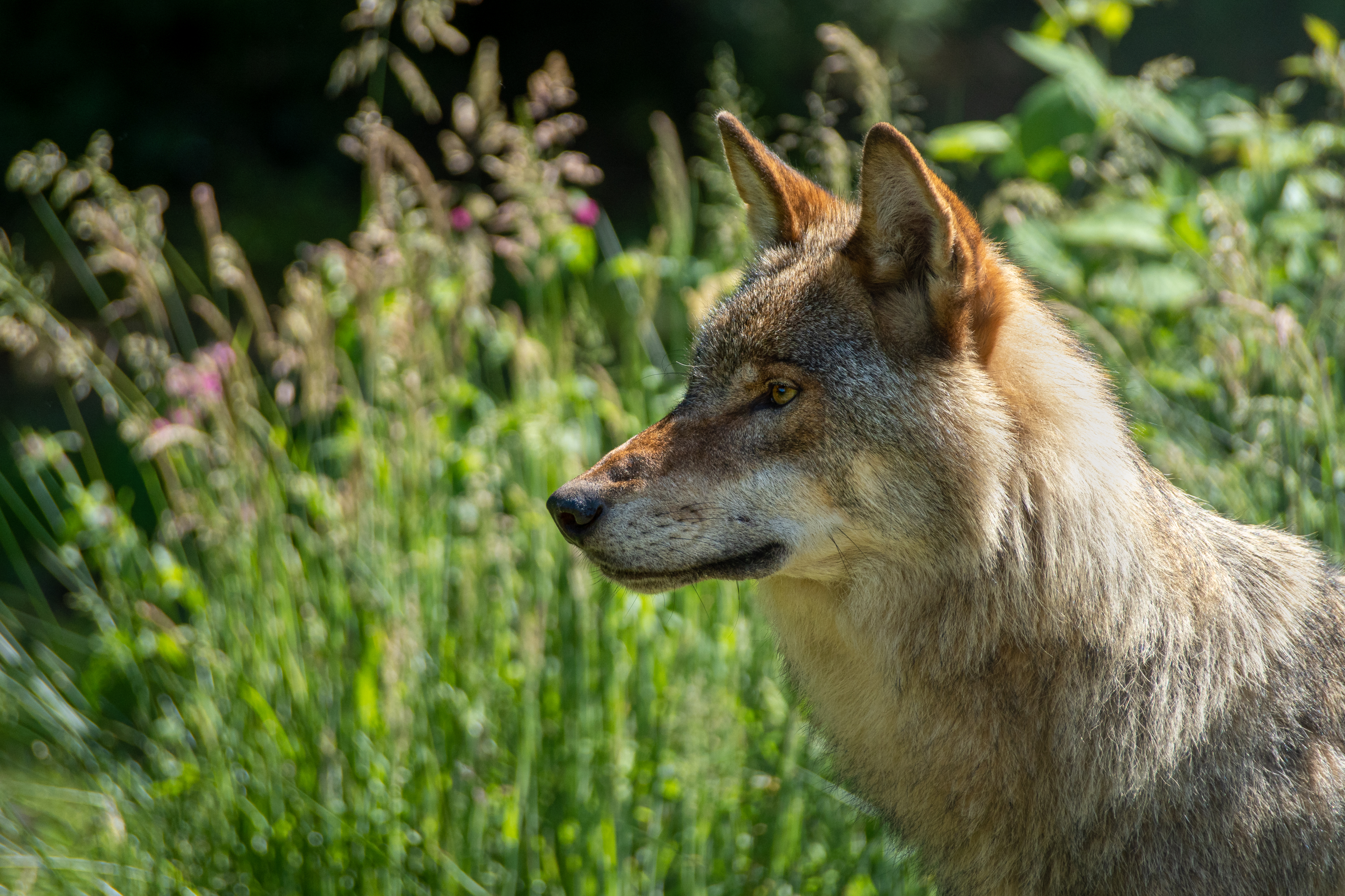 Wolf Predator Animal Glance Grass Wildlife