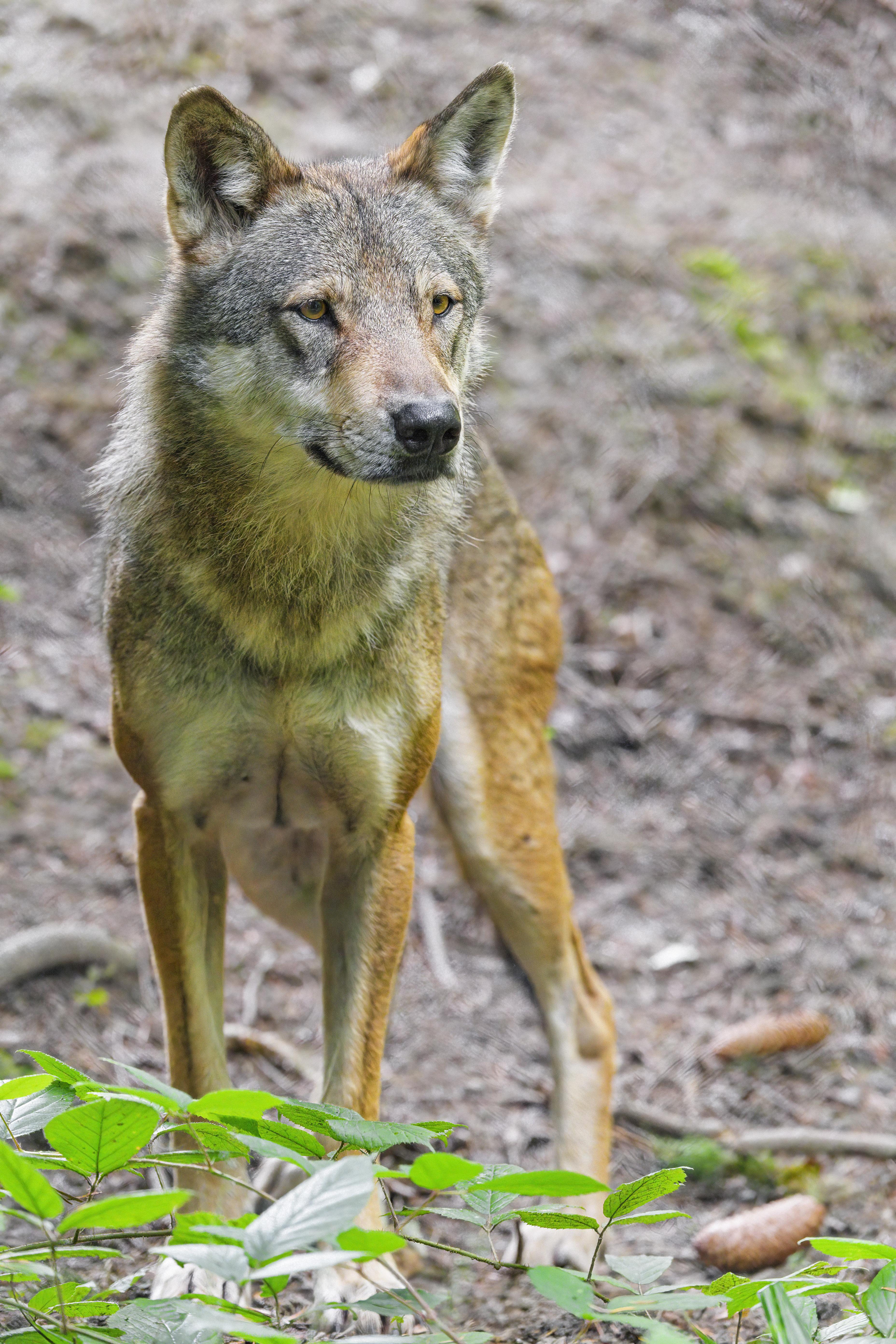 Wolf Predator Animal Wildlife Glance