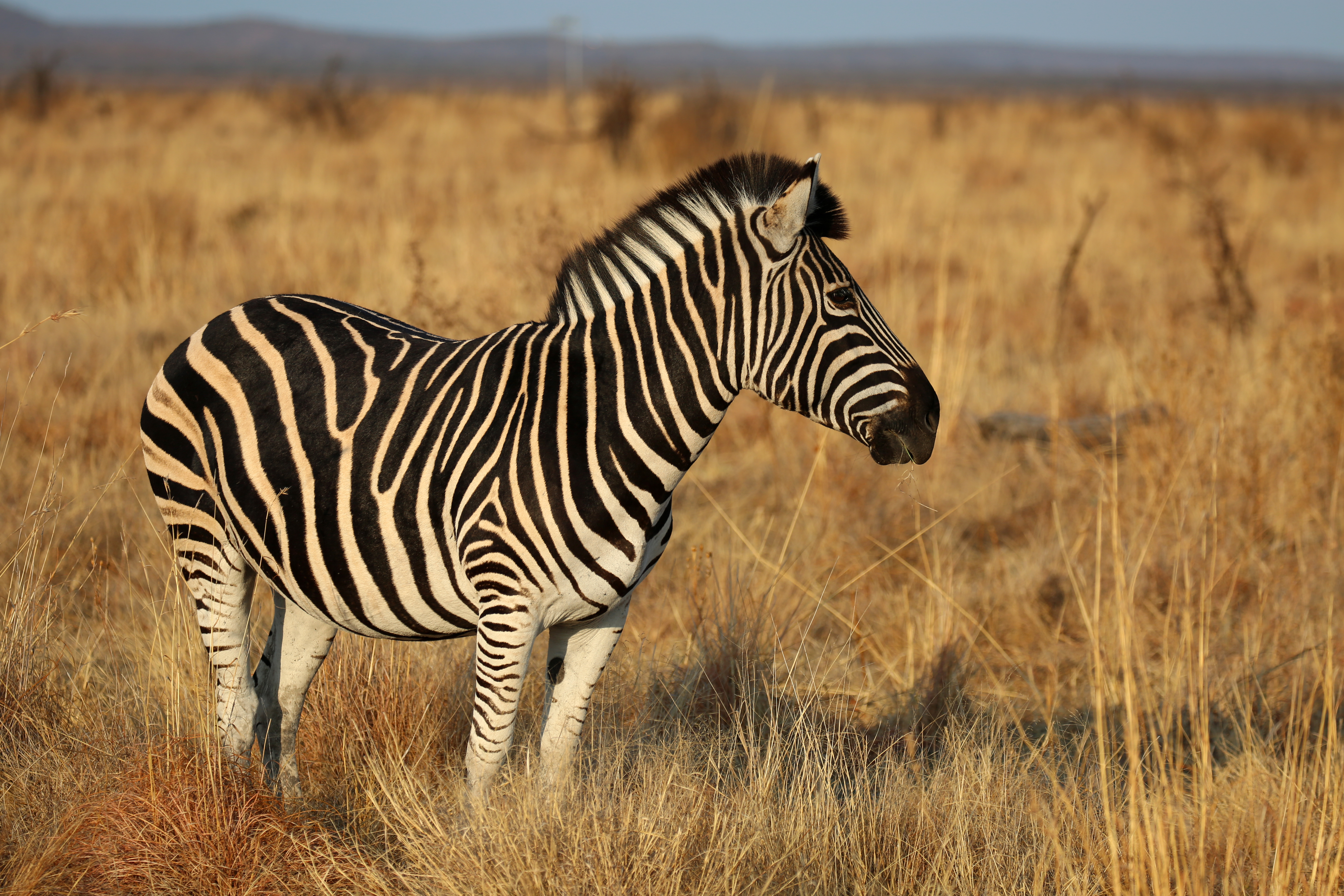 Zebra Animal Field Grass Wildlife