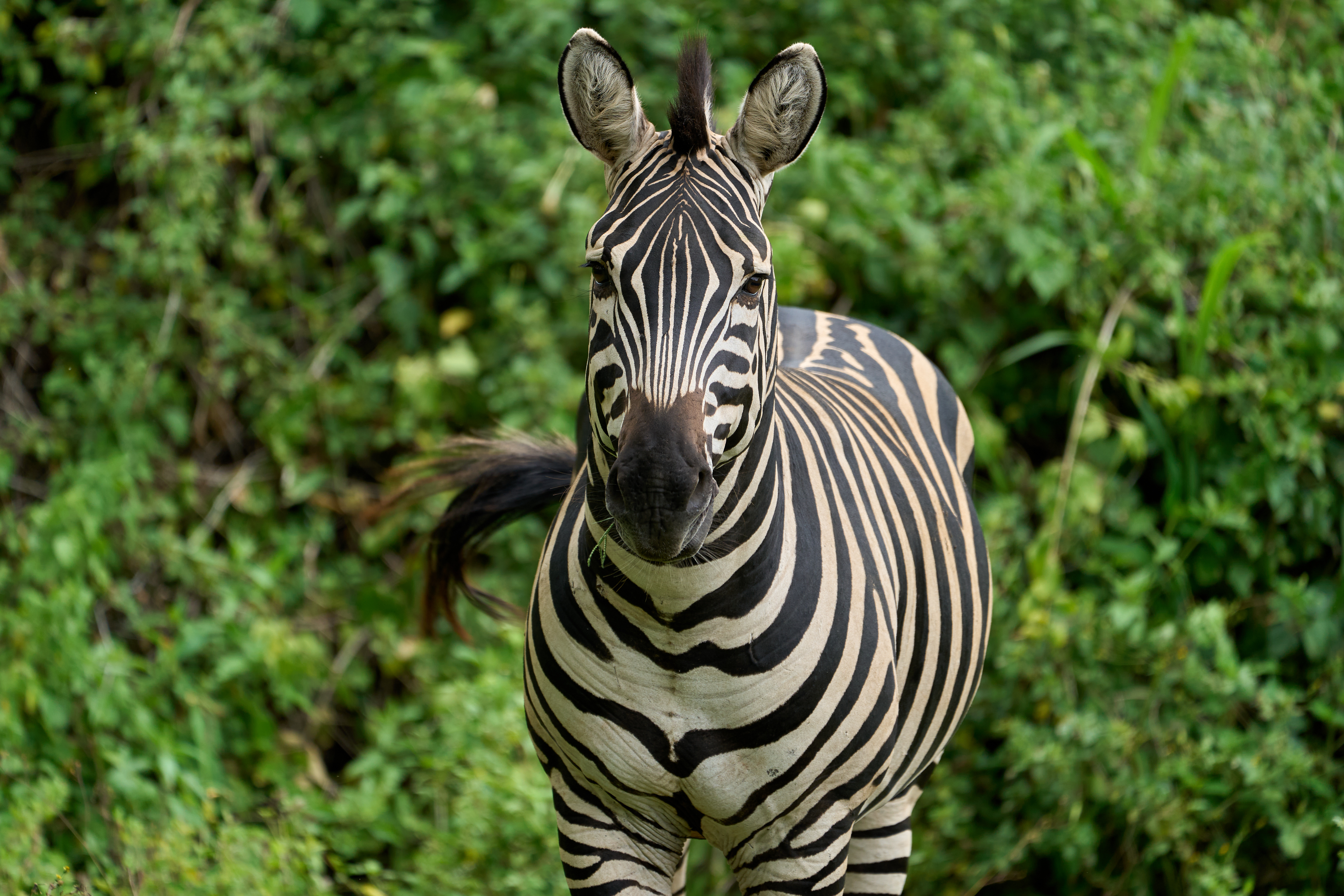 Zebra Animal Wildlife