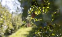 Apple Fruit Leaves Branch Macro