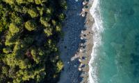 Beach Coast Trees Sea Aerial-view