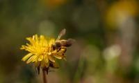 Bee Insect Dandelion Flower Macro