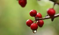 Berries Branch Drop Macro Blur