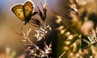 Butterfly Insect Plants Macro