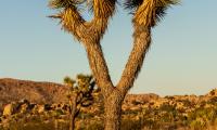 Cactus Needles Plant Desert Nature