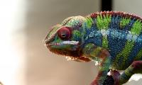Chameleon Lizard Reptile Colorful