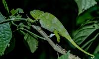 Chameleon Reptile Lizard Branch Green