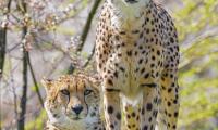 Cheetahs Animals Predators Glances Big-cats