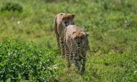 Cheetahs Animals Predators Greenery Wildlife