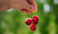 Cherry Berries Hand Macro