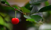 Cherry Berry Leaves Branch Macro