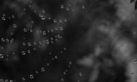 Cobweb Water Drops Black-and-white