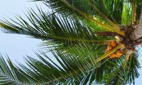 Coconut-tree Palm Tree Tropics