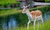 Deer Grass Lake Wildlife