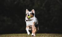 Dog Pet Ball Game Funny
