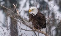 Eagle Bird Predator Glance Tree Wildlife