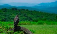 Eagle Bird Predator Wildlife
