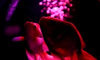 Fish Pets Backlight Purple Dark
