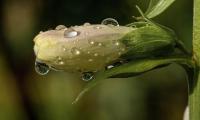 Flower Bud Drops Wet Macro
