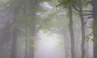 Forest Trees Path Fog Nature