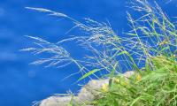 Grass Plants Water Macro