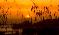 Grass Sunset Sun Lake Dark