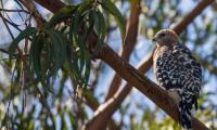 Hawk Bird Branches Wildlife