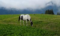 Horse Animal Grass Field Nature