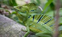 Iguana Reptile Lizard Green