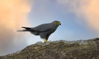 Kestrel Bird Tree Wildlife